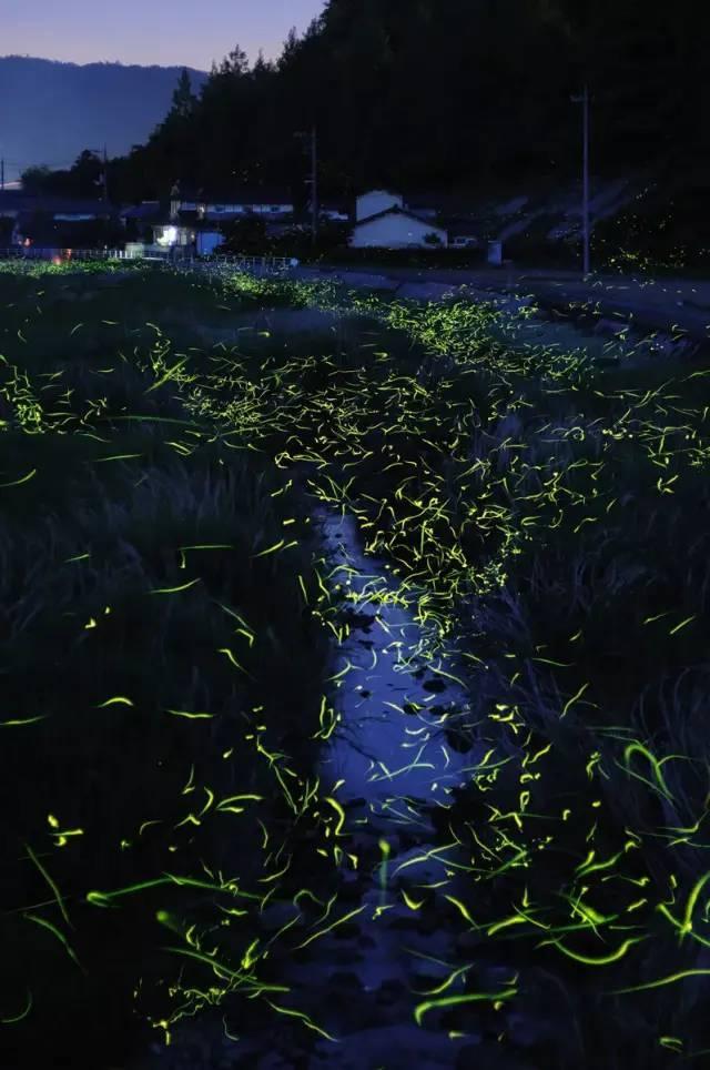 创作猫